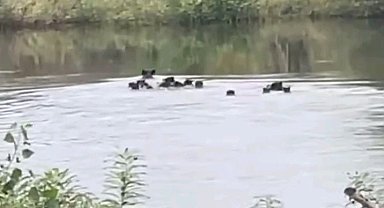 Yaban domuzları Meriç Nehri üzerinden Yunanistan'a geçti