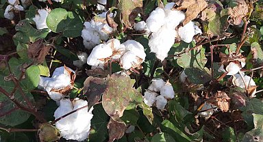 Yağışların pamuk alanlarındaki etkisi yerinde incelendi