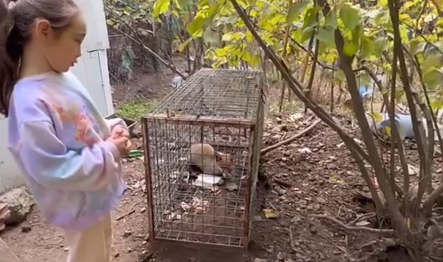 Yakalanan tilkiyi gören küçük kızın sözleri yürekleri ısıttı