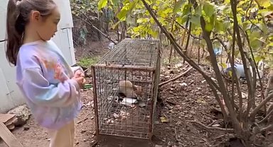 Yakalanan tilkiyi gören küçük kızın sözleri yürekleri ısıttı