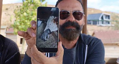 Yalnız kalan yavru kangala inek sahip çıktı