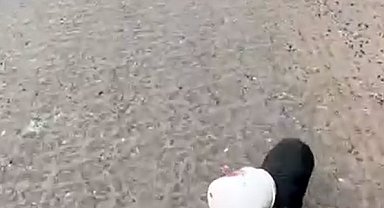 Yalova'da kamyon sürücüsü kafası plastik kaba sıkışan yavru köpeği kurtardı