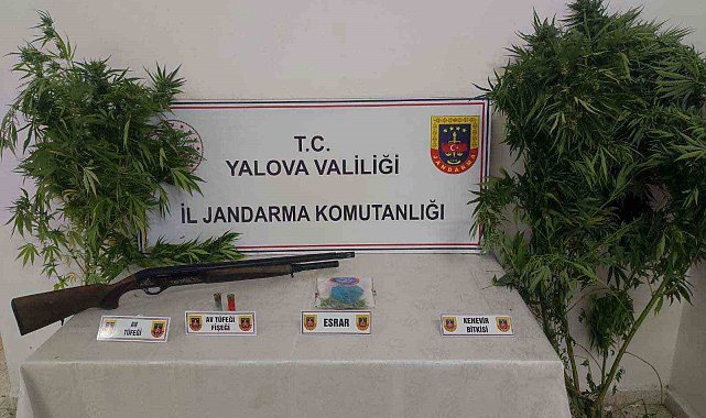 Yalova'da ormanlık alanda uyuşturucu yetiştiren 2 şüpheli yakalandı