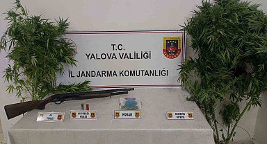 Yalova'da ormanlık alanda uyuşturucu yetiştiren 2 şüpheli yakalandı