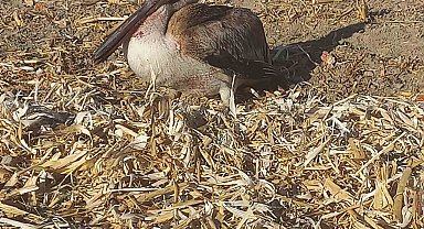 Yaralı pelikana vatandaşlardan yardım eli