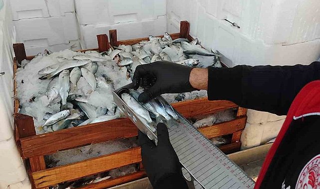 Yasal boy sınırlarının altında avlanılan lüfer ve istavritlere el konuldu