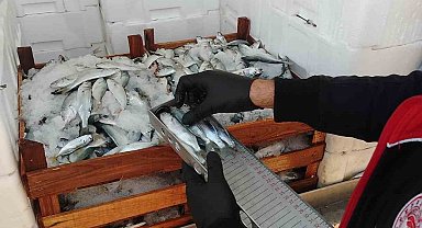 Yasal boy sınırlarının altında avlanılan lüfer ve istavritlere el konuldu