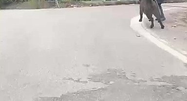 Yaşlı adam, üzerine koşan domuzdan son anda kurtuldu