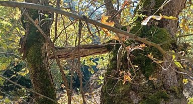 Yaşlı çınar küçük çınara kucak açtı