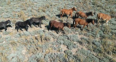 Yaylalardan köylere inmeye başlayan yılkı atları dron ile görüntülendi