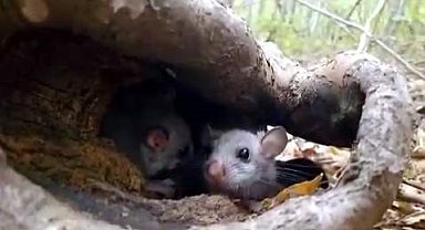 Yenice Ormanlarında 'Yediuyur' yavruları görüldü
