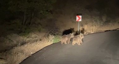 Yola inen iki yavru ayı görüntülendi