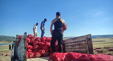 Yozgat'ta imece usulü soğan hasadı hem emek hem zaman tasarrufu sağlıyor