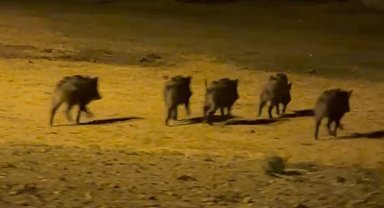 Yüksekova'da domuz sürüsü görüntülendi