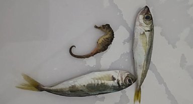 Yüksekova'da ilginç olay: Balıkların arasından denizatı çıktı