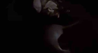 Yüksekova'da su samuru görüntülendi