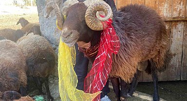 Yüzyıllık "koç katımı" geleneği Ağrı'da yaşatılıyor