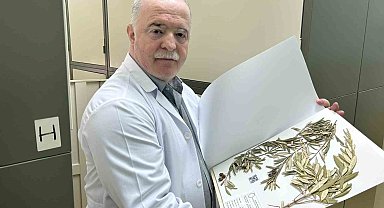 Zeytin ağacından gelen delil: Nuh'un Gemisi Cudi Dağı'nda