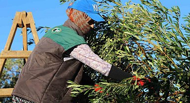 Zeytin hasadı dua ve hayır yemekleriyle başladı
