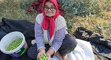 Zeytin hasadına asırlık ağaçlardan başlandı