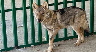 Zincire vurulmuş halde bulunan kurt rehabilite ediliyor