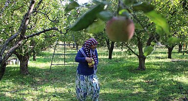 Zirai donun vurduğu Amasya misket elmasında bu yıl hasat yok