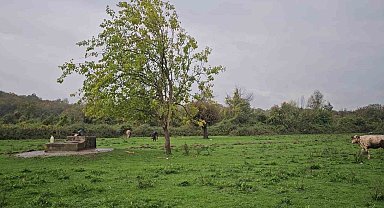 Zonguldak'ta su kuyusunda kadın cesedi bulundu