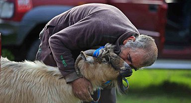 3 keçisini kurtlar yiyen yaşlı adam, mahsur kaldığı uçurumdan kurtarılan son keçisine sarılıp doyasıya öptü