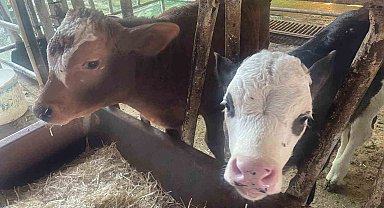 ABD Tarım Bakanlığı: "Türkiye'de yıllık 400-500 bin buzağı ölümü oluyor"