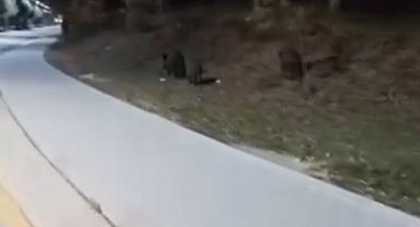 Aç kalan domuz sürüleri, üniversite kampüsüne indi