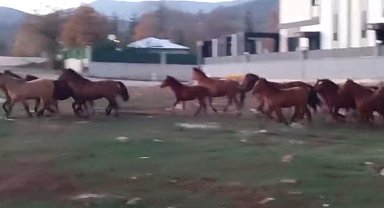 Aç kalan yılkı atları şehir merkezine indi