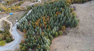 Adana'da 37 yıl önce köylülerin diktiği fidanlar ormana dönüştü