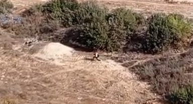 Adana'da nefes kesen kovalamaca: Firari hükümlü boş arazide yakalandı