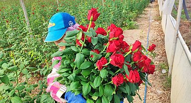 Adana'da seralarda gül hasadı başladı
