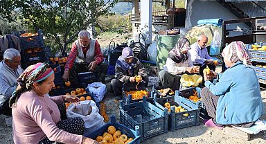 Adana'nın hurmalı köyü, açık fabrikaya dönüştü