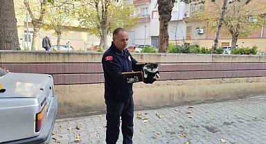 Ağaçta mahsur kalan kedi itfaiyeyi seferber etti