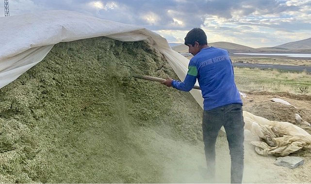 Ağrı'da besiciler kış hazırlıklarına başladı