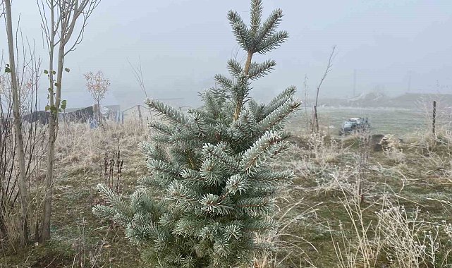 Ağrı'da kırağı etkili oldu