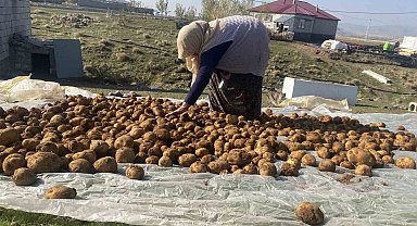 Ağrı'da kışlık patatesler geleneksel yöntemle toprağa gömülerek korunuyor