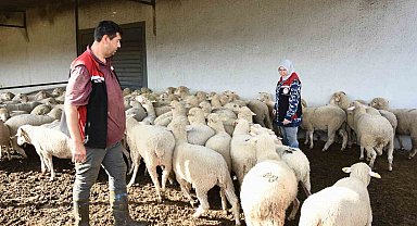 Aliağa'da hibe koyun ve koçlar üreticilere teslim edildi