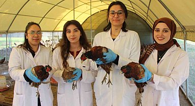 Amasya'da üniversiteliler sülün yetiştiriyor