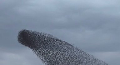 Ankara'da sığırcık kuşlarının dansı mest etti