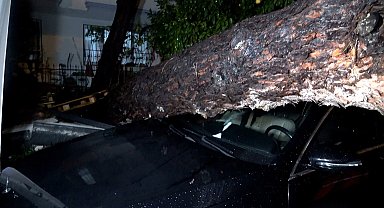 Antalya'da yağmur ve şiddetli rüzgar 10 metrelik ağacı devirdi: İki araç ve bina zarar gördü