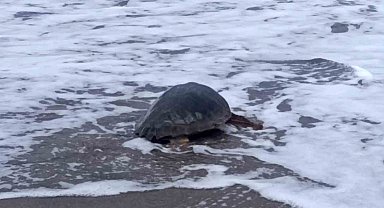 Antalya'da yaralı bulunan Caretta caretta tedavisinin ardından yeniden özgürlüğe kavuştu