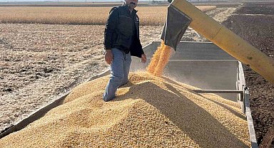 Araban Ovası'nda mısır hasadına başlandı