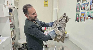 Aracın çarptığı vaşak tedaviye alındı