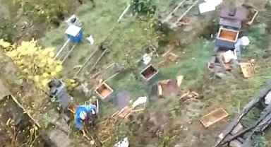 Araklı'da ayılar 50'den fazla kovanı telef etti