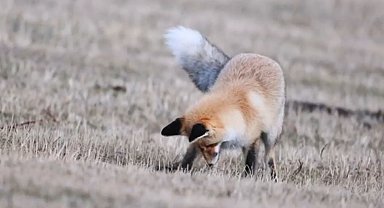 Ardahan'da kızıl tilkinin fare avı