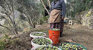 Artvin'de Butko Zeytininin hasadı devam ediyor