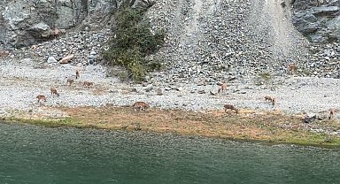 Artvin'de dağ keçileri sürüsü ilk kez bu kadar kalabalık görüntülendi